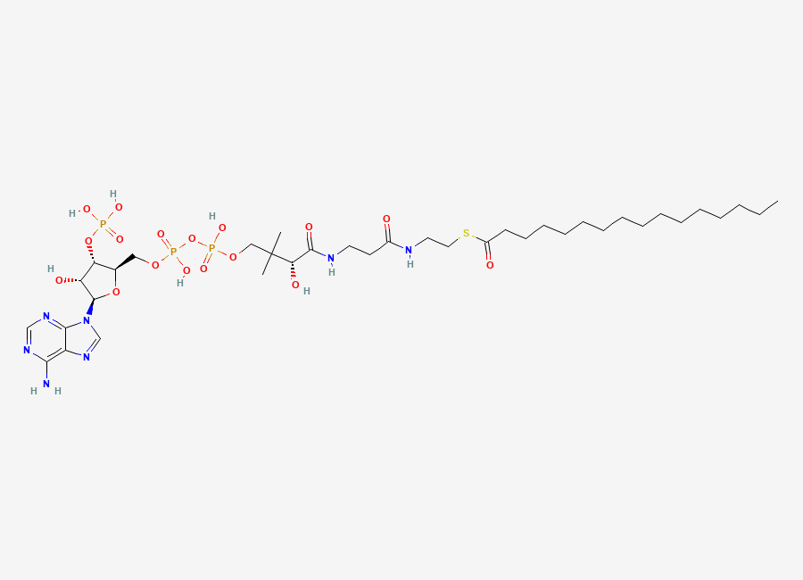Two-dimensional chemical structure of palmitoyl CoA